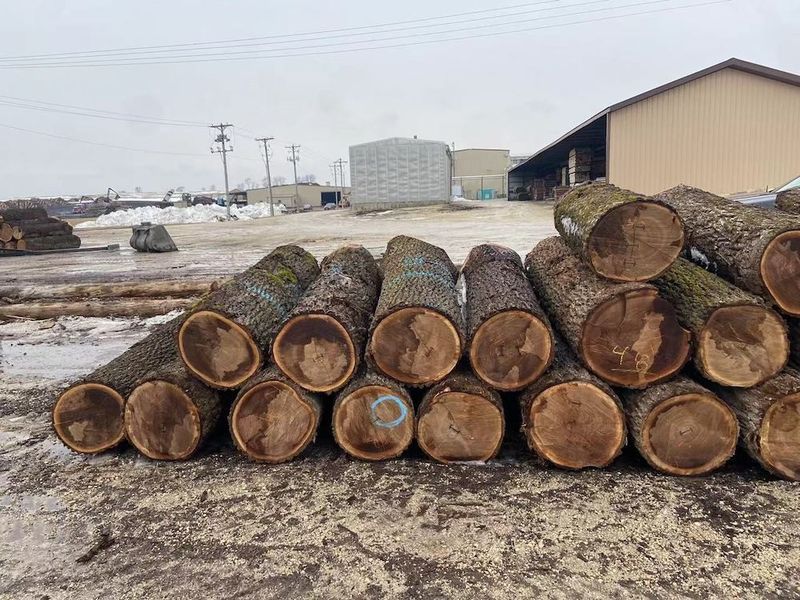 중국 Dongguan Yinghui Wood Industry Co., Ltd. 회사 프로필